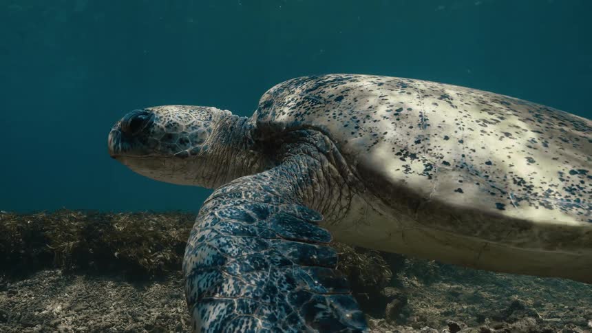 A green turtle gracefully swims close to the ocean floor its flippers propelling it while light filtering from the waters surface casts shifting patterns on its shell