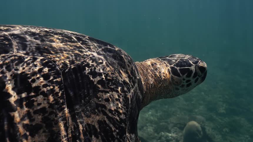 Close up of a green turtle swimming in the ocean