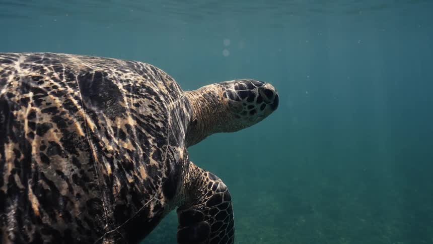 A closeup view tracks a green turtle with an intricately patterned shell as it gracefully propels itself through the bluegreen ocean water with its flippers