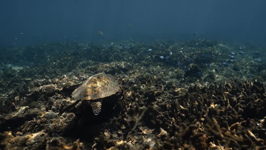 Hawksbill turtle swimming underwater over reef in the ocean