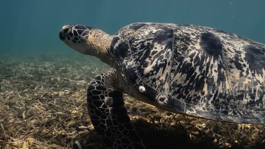 Sunlight glints off the intricately patterned shell of a green turtle as it swims slowly and gracefully over a sunlit seagrass bed on the ocean floor