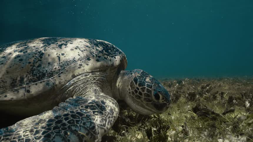 Turtle feeds from the sea floor as it swims along