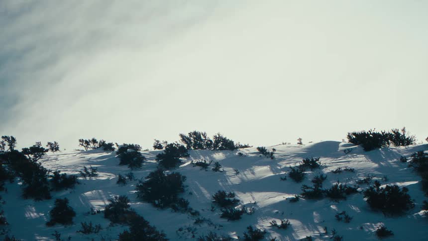 Bushes on a snowcovered hill