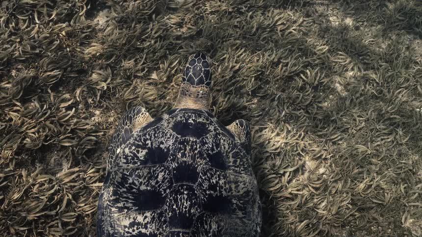 Top view of a green turtle swimming in the ocean
