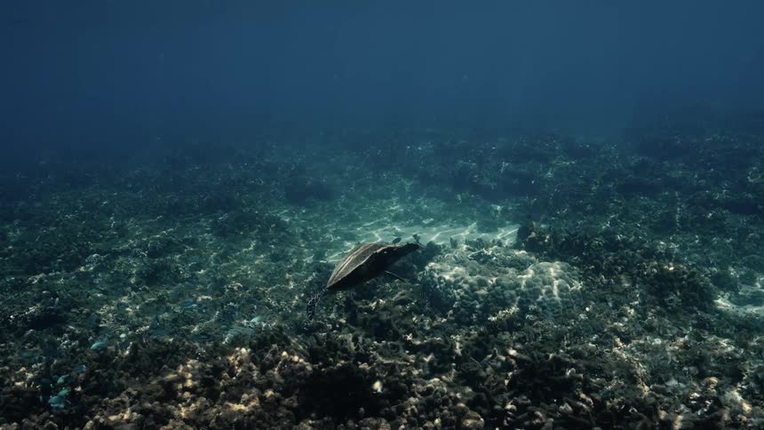A hawksbill turtle swimming in corals in the ocean