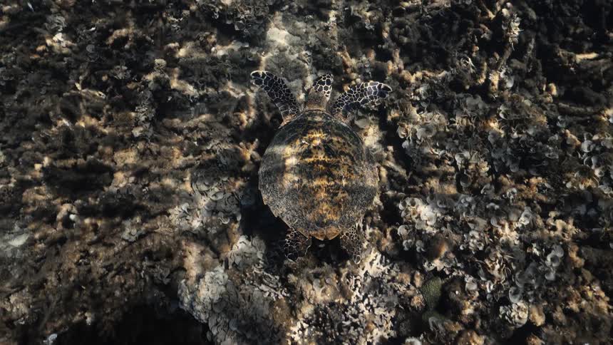 A hawksbill turtle swimming in clear water above coral reefs