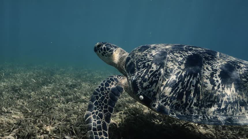 Green turtle swimming in the ocean with sun reflections