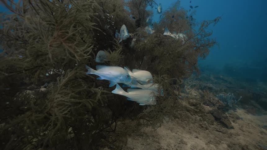 Schools of fish are hiding underwater in the sea kelp