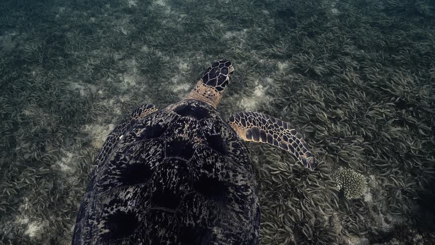 A green turtle gracefully swims over a bed of seagrass on the ocean floor its patterned shell prominent
