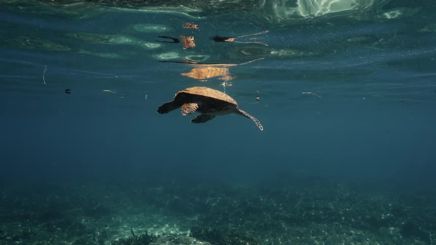 The turtle dives and swims underwater