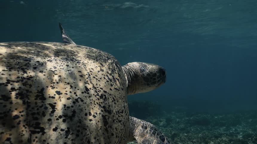 A green turtle is swimming underwater in the ocean