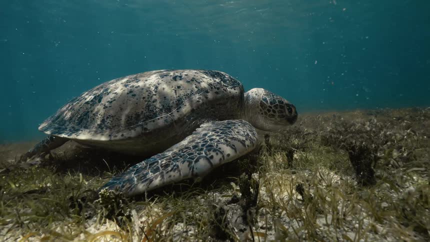 A green turtle is grazing on the sea floor