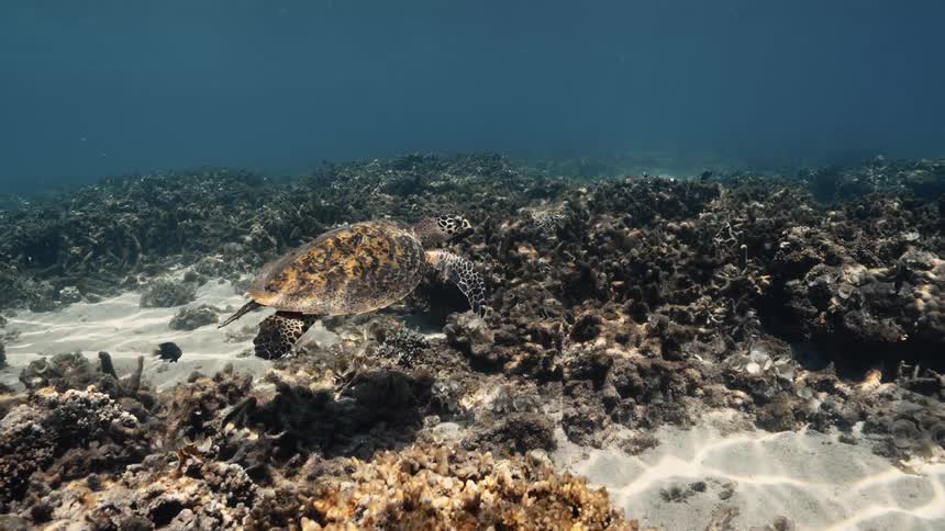 A hawksbill turtle swims just above a coral reef on the ocean floor