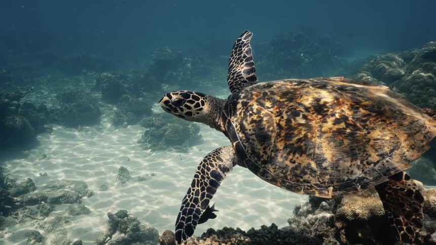 A hawksbill turtle swims underwater just above the ocean floor