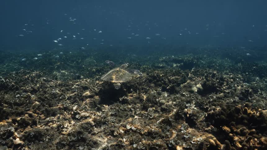 A hawksbill turtle and fish swimming in corals in the ocean