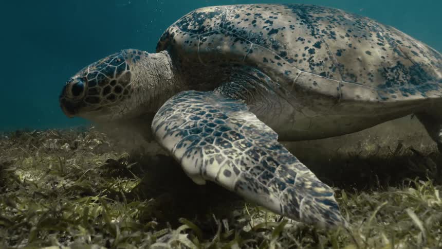 A green sea turtle swims over a bed of seagrass in clear blue water