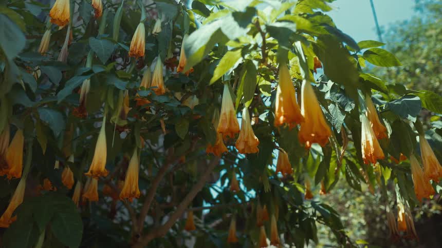 Hanging bellshaped angels trumpet flowers in shades of yellow and orange dangle from a leafy green bush