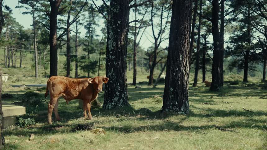 A cow stands beneath a tree in a grassy field at midday wagging its tail from side to side