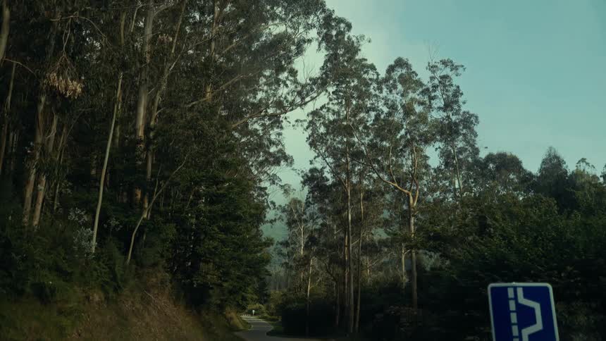 Narrow road surrounded by trees and mountains visible in the background