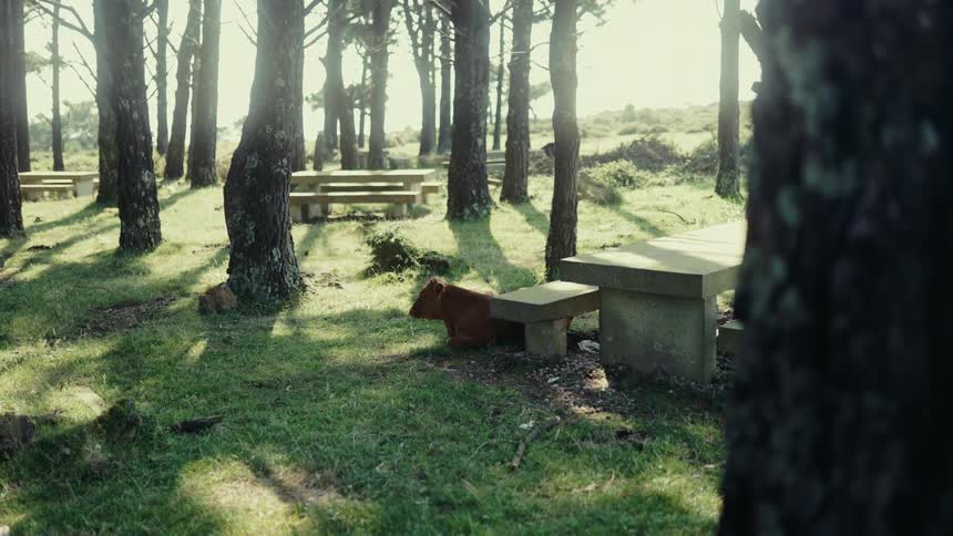 A small brown cow rests in the shade beneath a picnic table in a sundappled grove of trees
