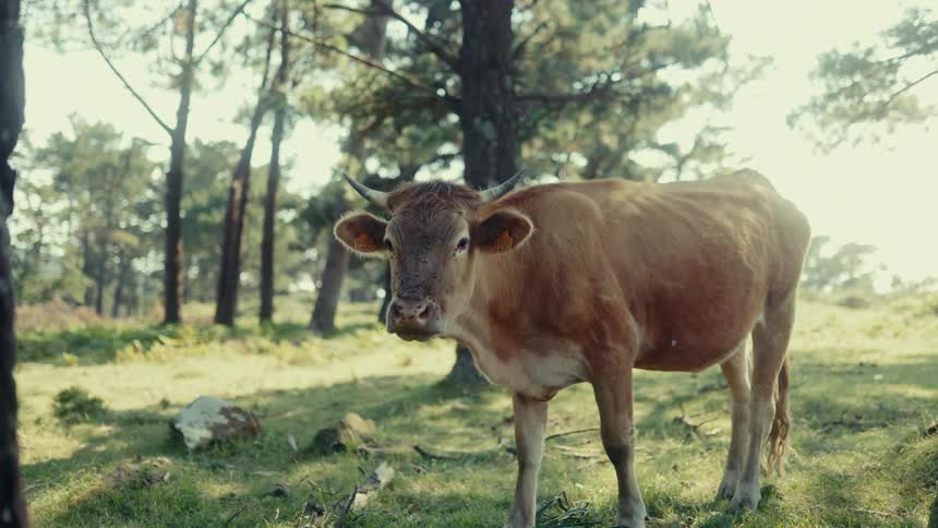 A light brown cow with small horns and ear tags stands in a sunlit grassy field with trees in the background looking directly at the camera and chewing