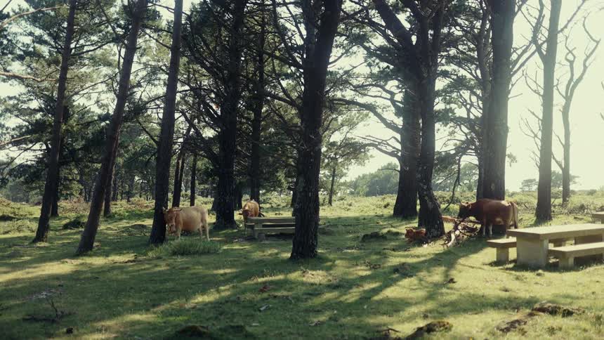 A herd of cattle grazes in a grassy field surrounded by trees on a sunny day