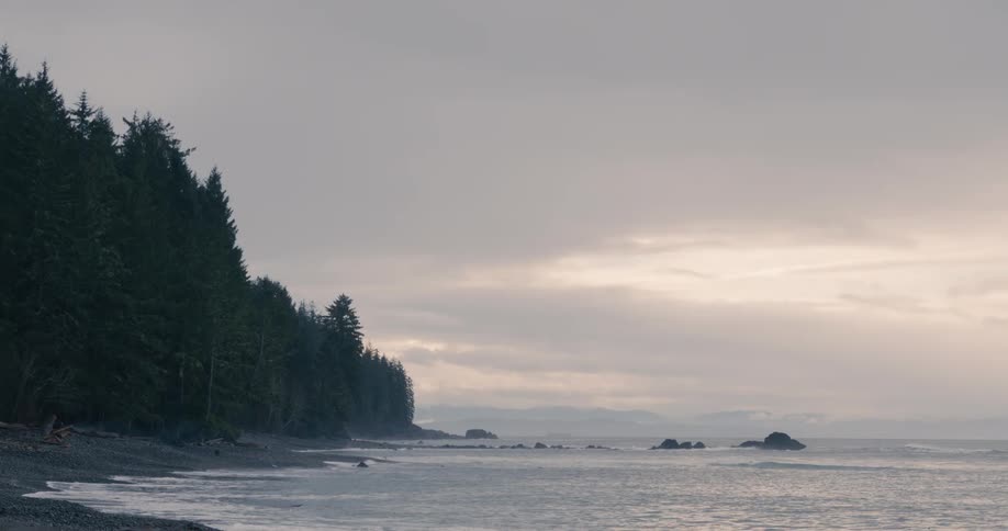 A wide tranquil shot captures a misty coastal forest meeting a desolate beach under a moody overcast sky at dawn or dusk