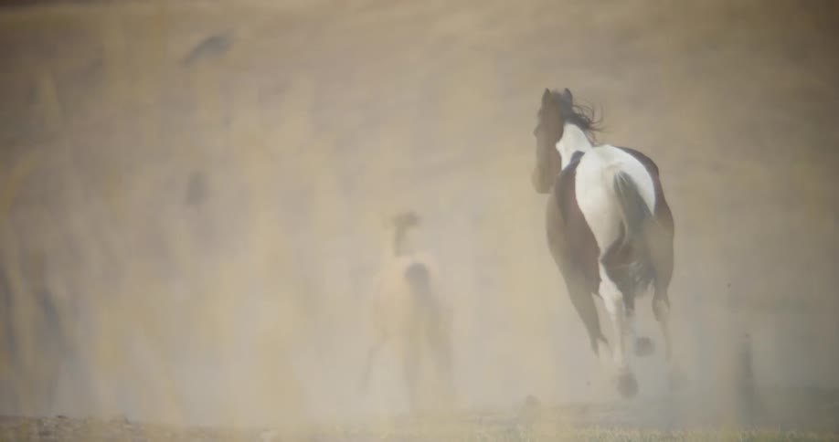Horses run and gallop in a field