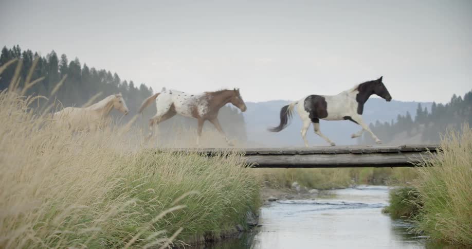 A herd of horses runs across a bridge over a stream