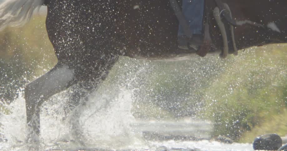 A horse splashes and runs through a creek