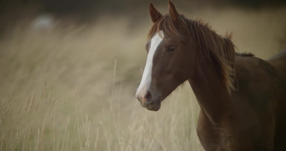 A horse chews grass in a field