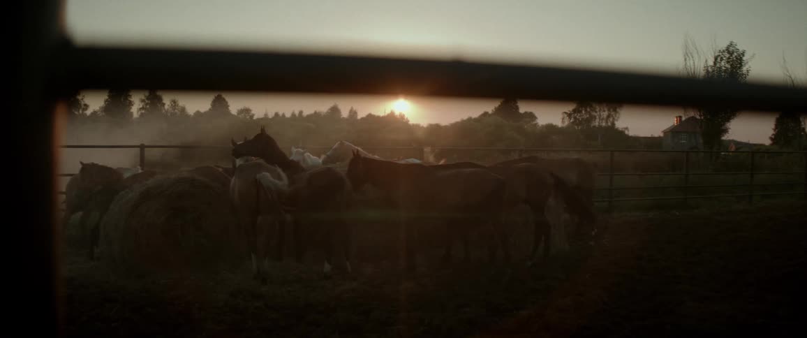 A horse in a corral with a sunrise in the background