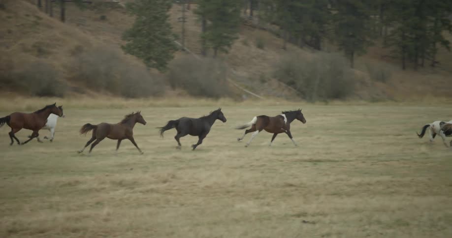 Several horses gallop over flat land