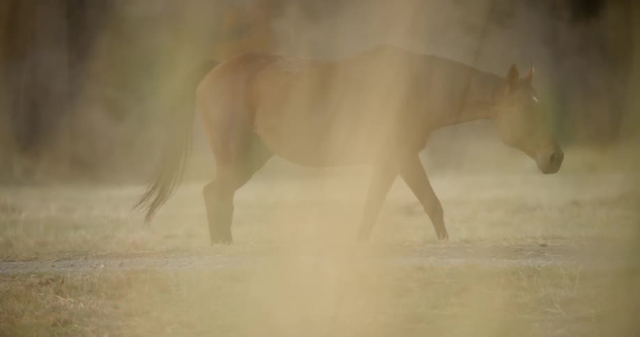 A horse walks in an empty field