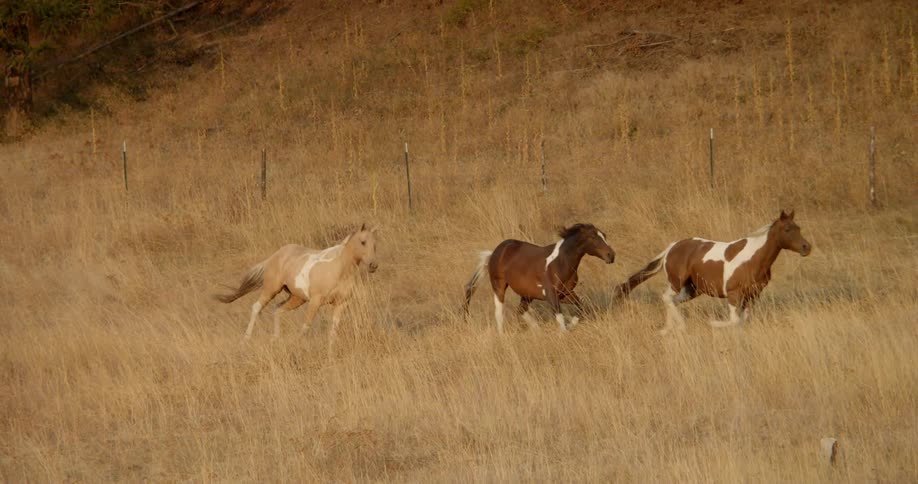 Horses running through a field