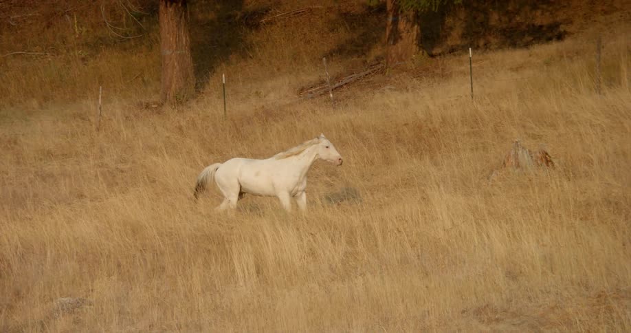 White horse gallops through a field