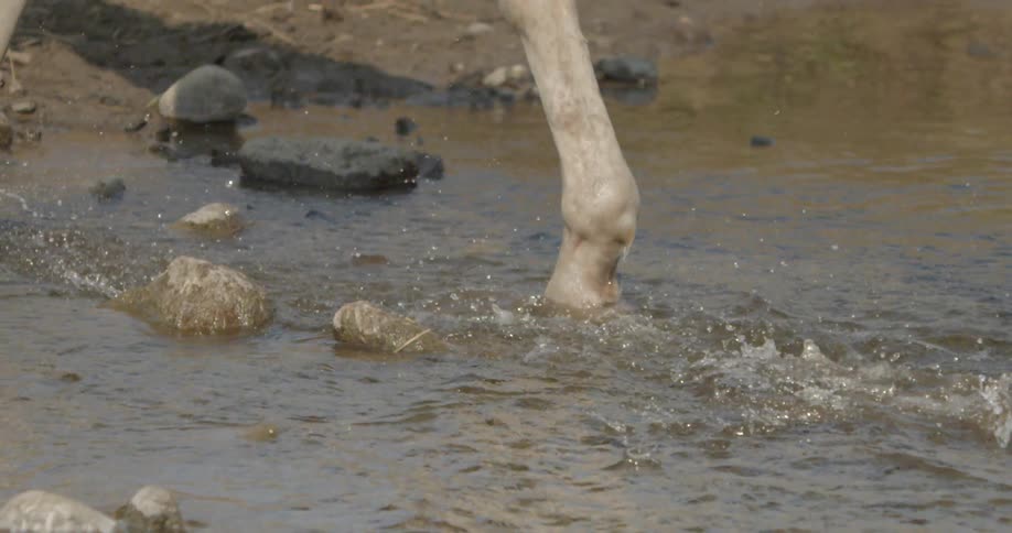 A horse crosses a river