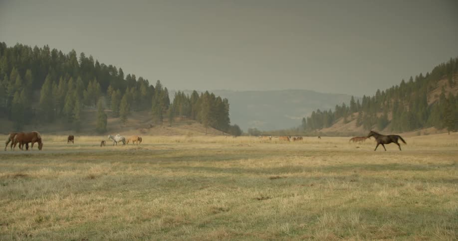 Horses gallop and run in a field