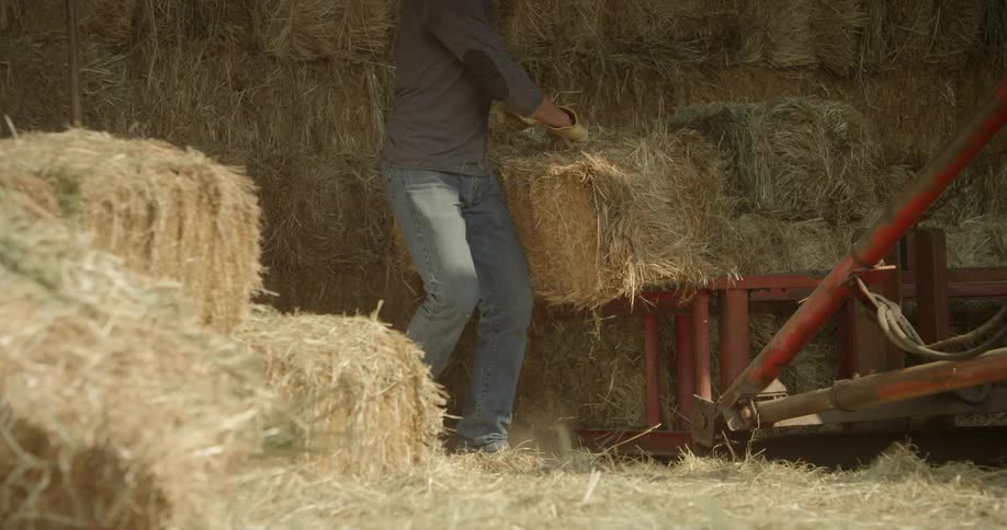 Farmer grabs a bushel of hay to throw onto another pile of hay