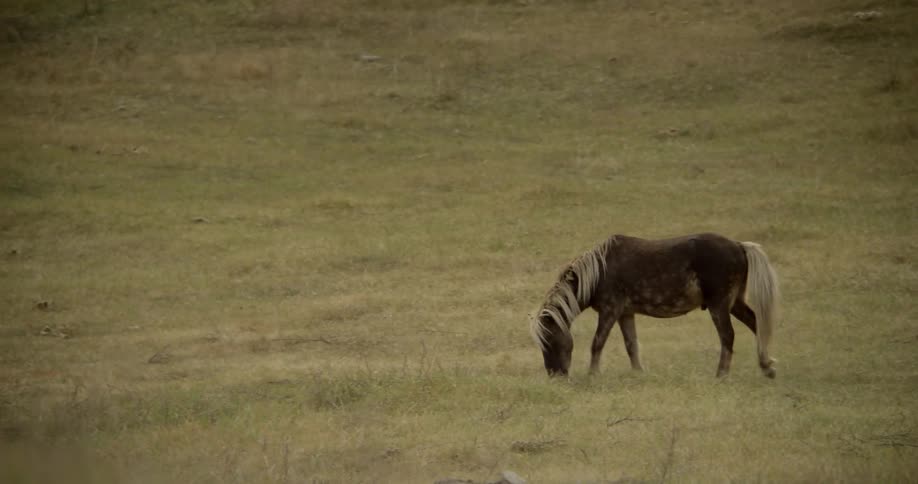 Gray horse looks for good grass to graze on