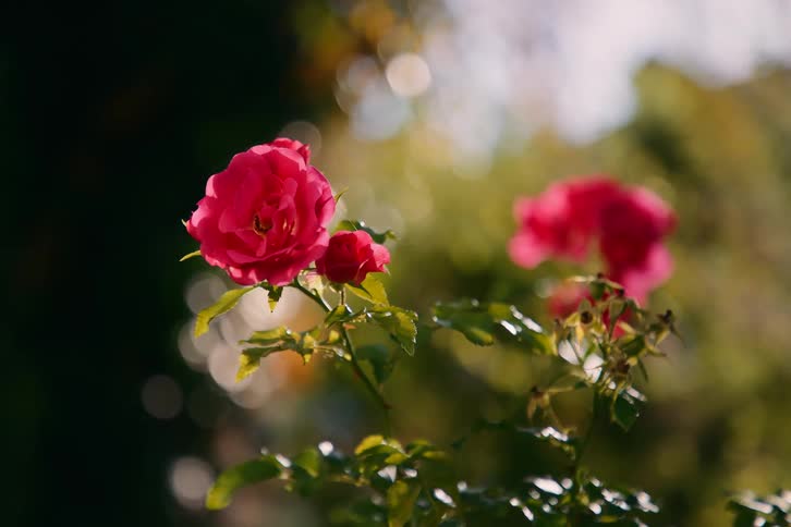 Two vibrant pink roses blooming on a bush in soft sunlight
