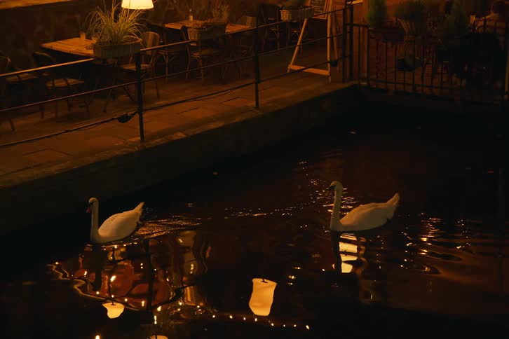 Two swans glide gracefully through a quiet dimly lit canal beside an empty outdoor caf at night