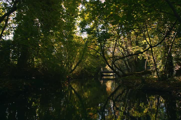 Trees are growing out of the swamp water