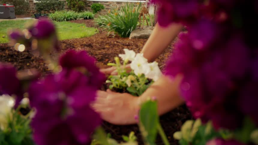 A woman planting white morning glories near some purple flowers in her garden