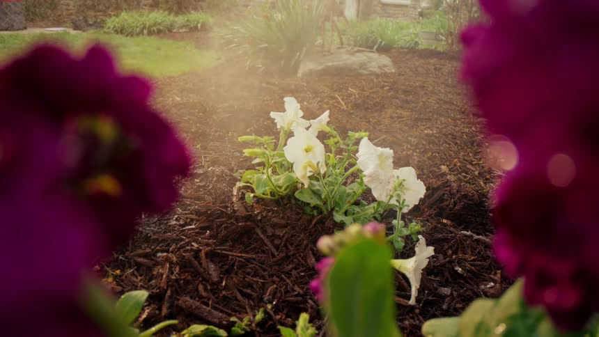 Sunlight streams through blurred magenta flowers focusing on blooming white flowers in a garden bed