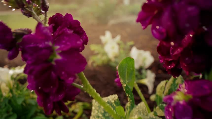 White flowers and violets being watered with water