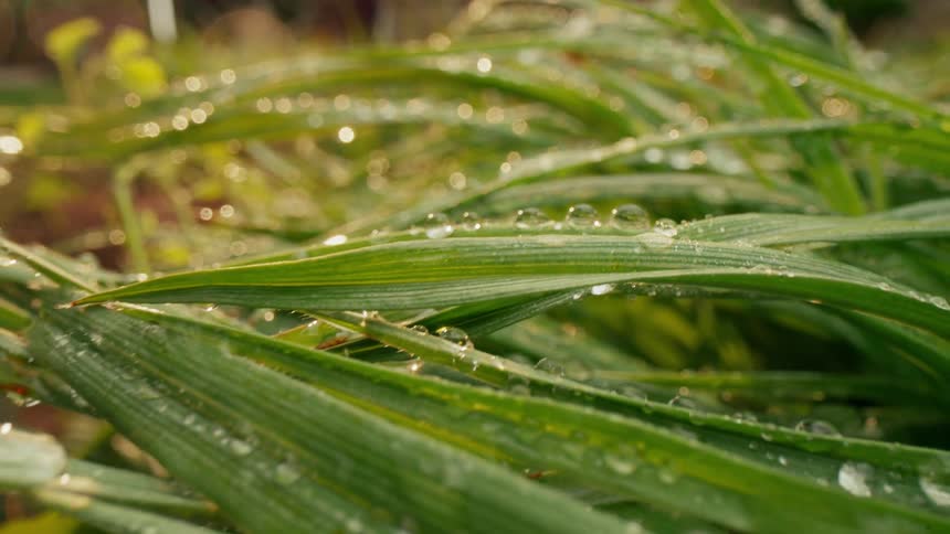 Close in green leaves with water droplets