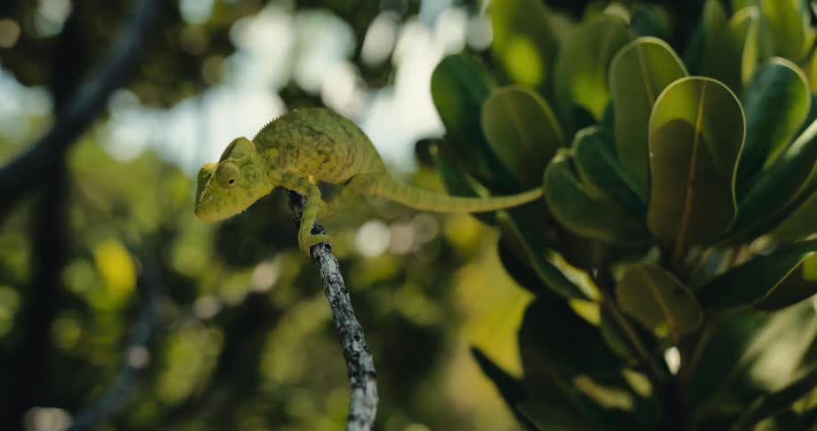 Small greenish lizard walking among trunks and leaves of a tree