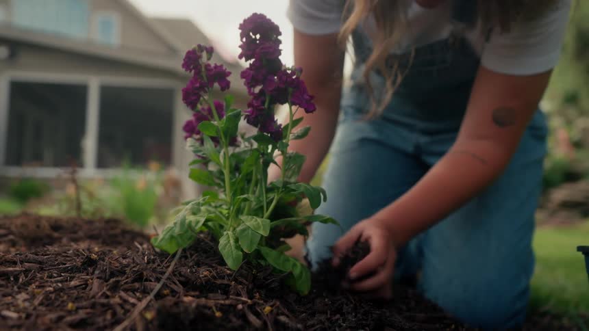 A woman kneeling on the ground planting a flowering plant in her backyard