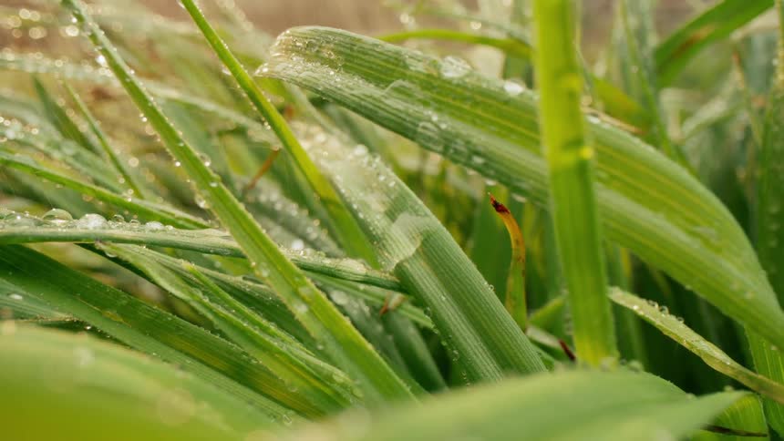 Raindrops fall on vibrant green blades of grass which are already covered in glistening water droplets